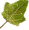 autumn leaf as solar batteries