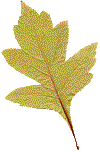 сухой лист осени и ценных видов древесины