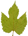 images of tree leaves as original graphic herbarium