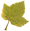 сухой лист осеннего дерева