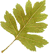 dry leaf of a tree